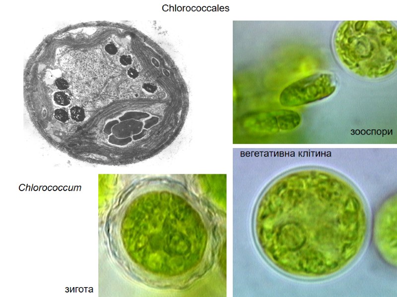 Chlorococcales  Chlorococcum зигота зооспори вегетативна клітина